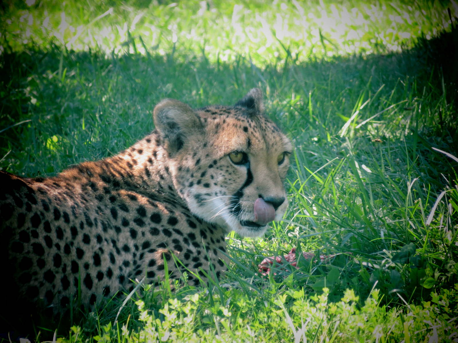 Cheetah