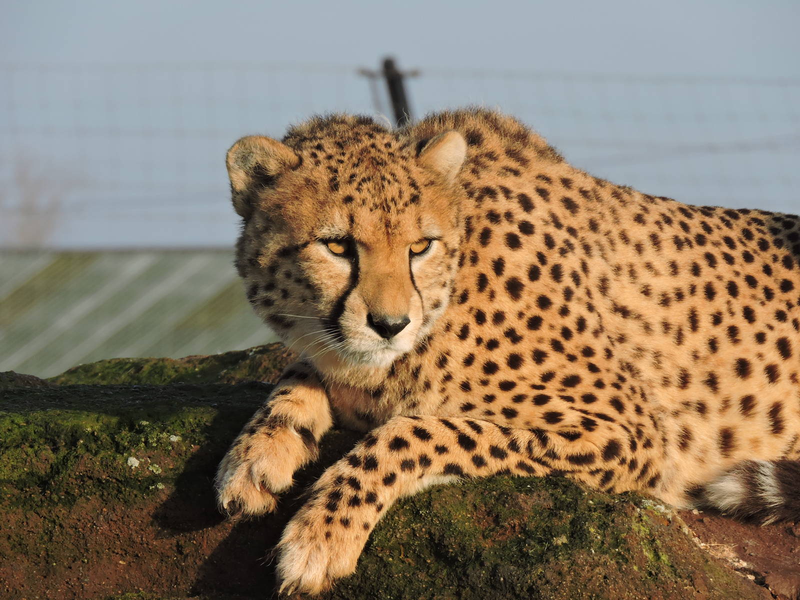 Cheetah