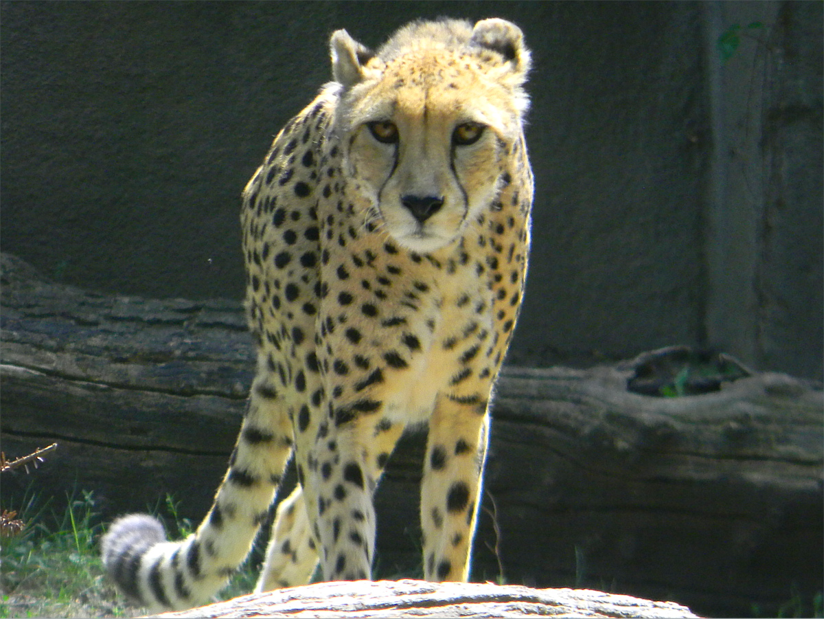 Cheetah