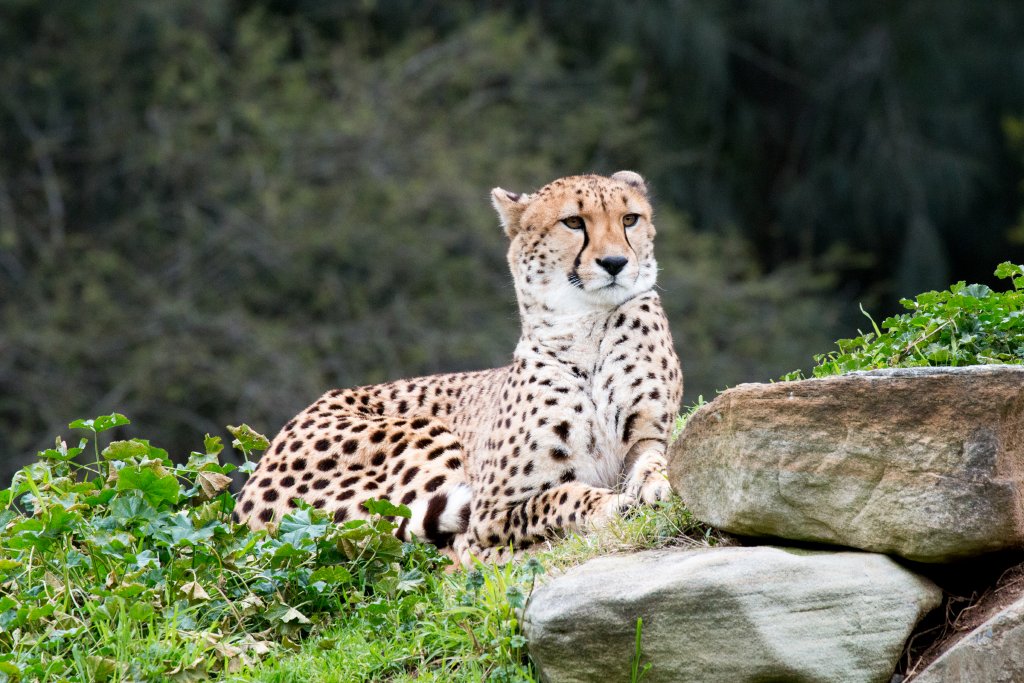 Cheetah