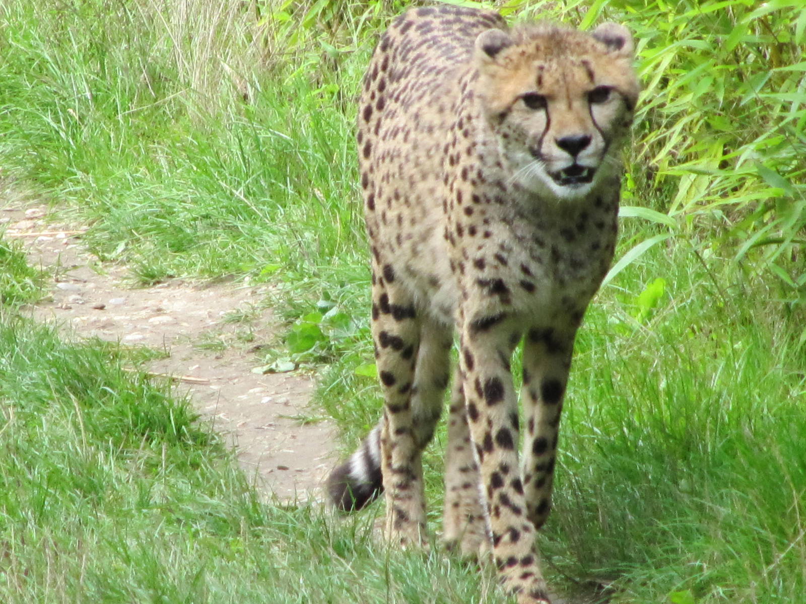 Cheetah