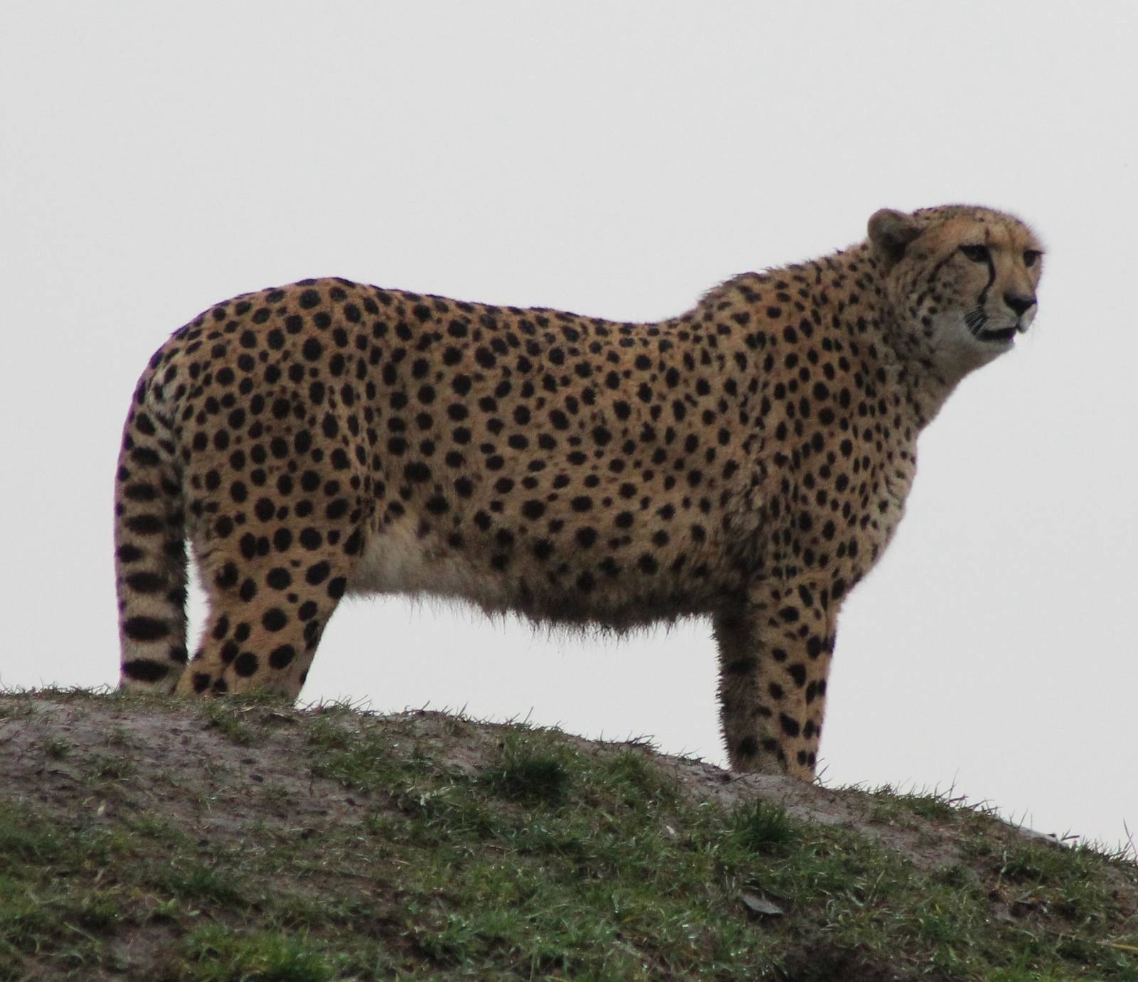 Cheetah