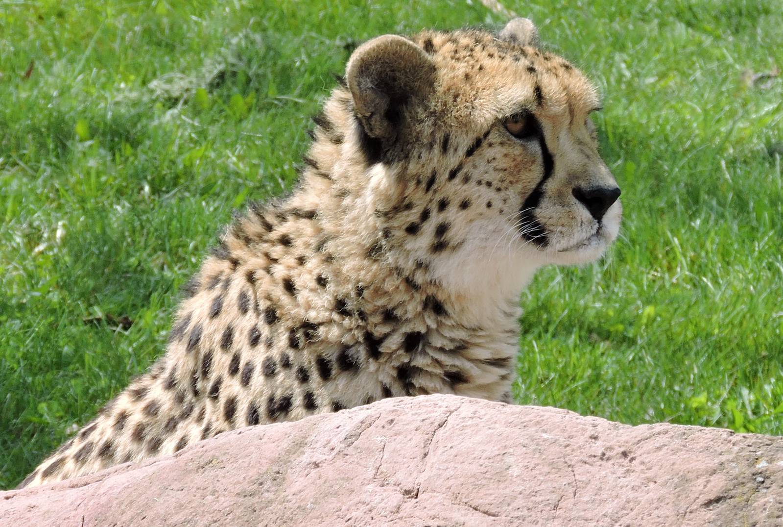 Cheetah