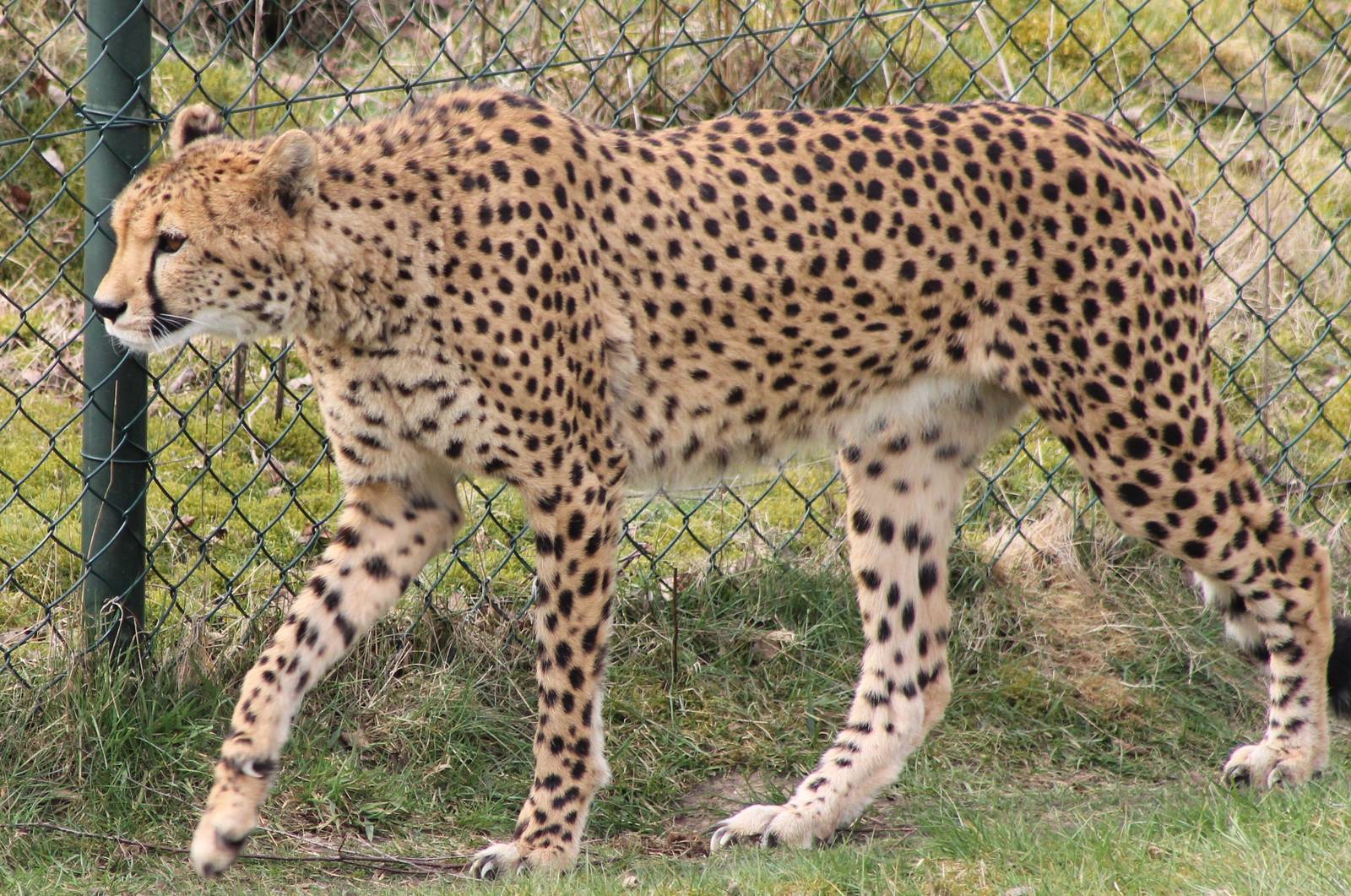 Cheetah