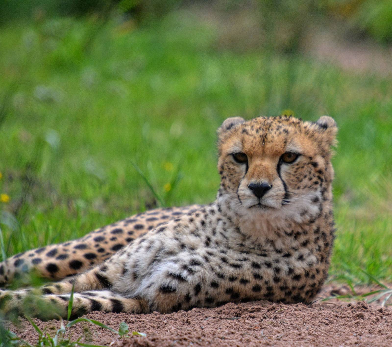Cheetah