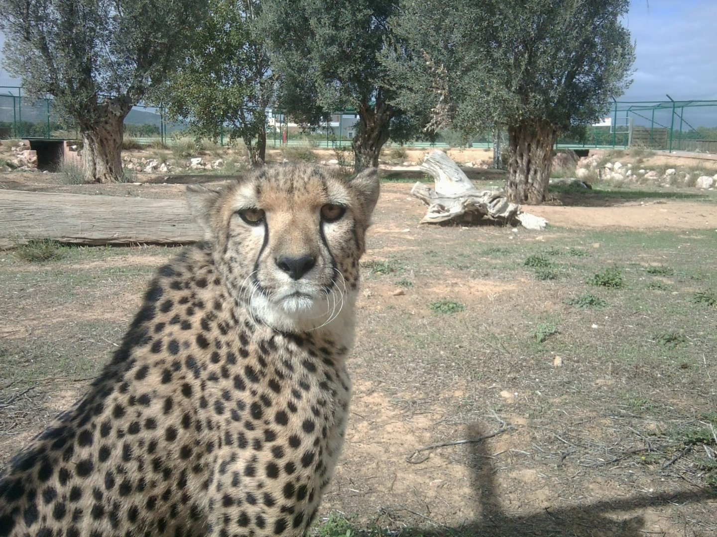 Cheetah