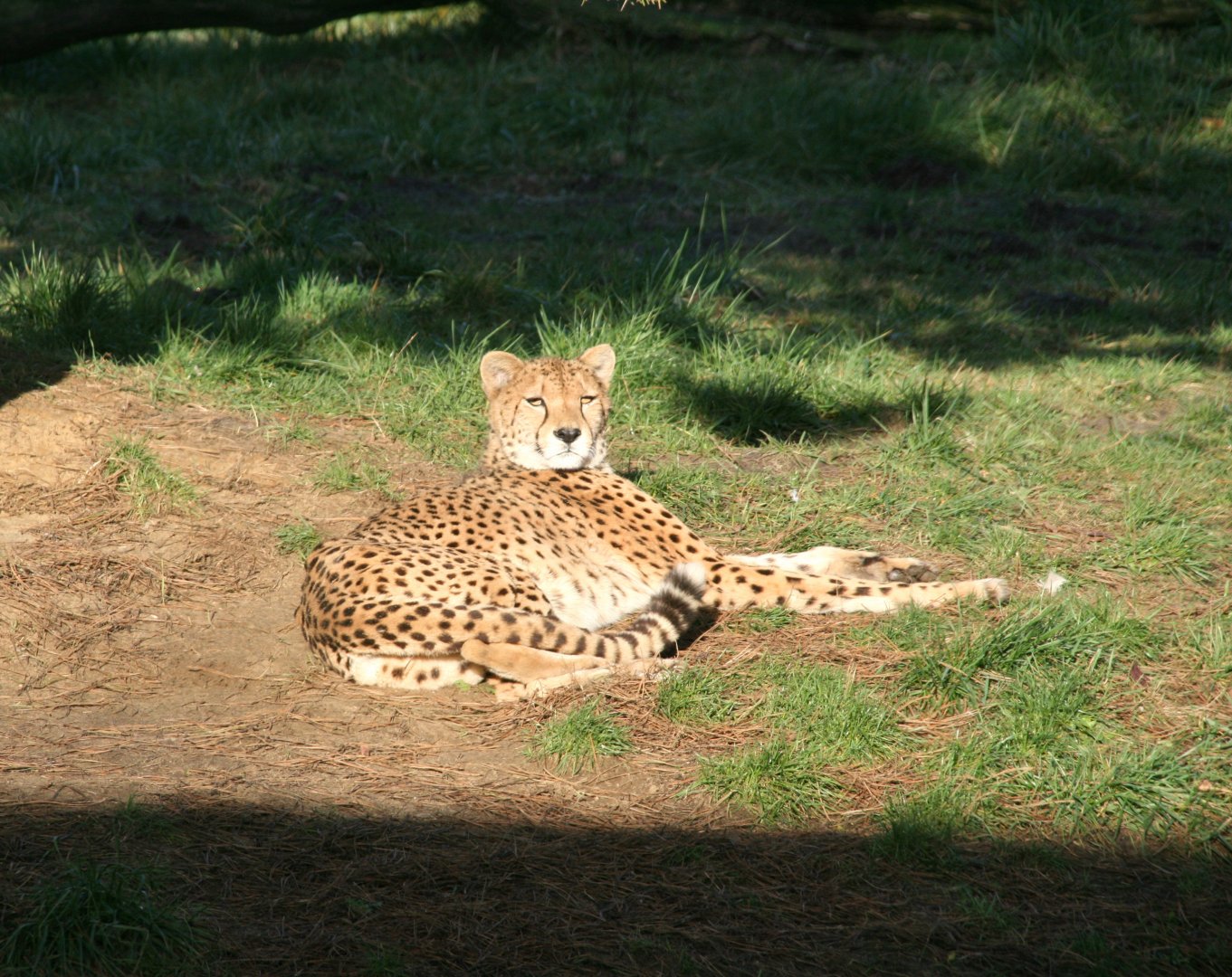 Cheetah