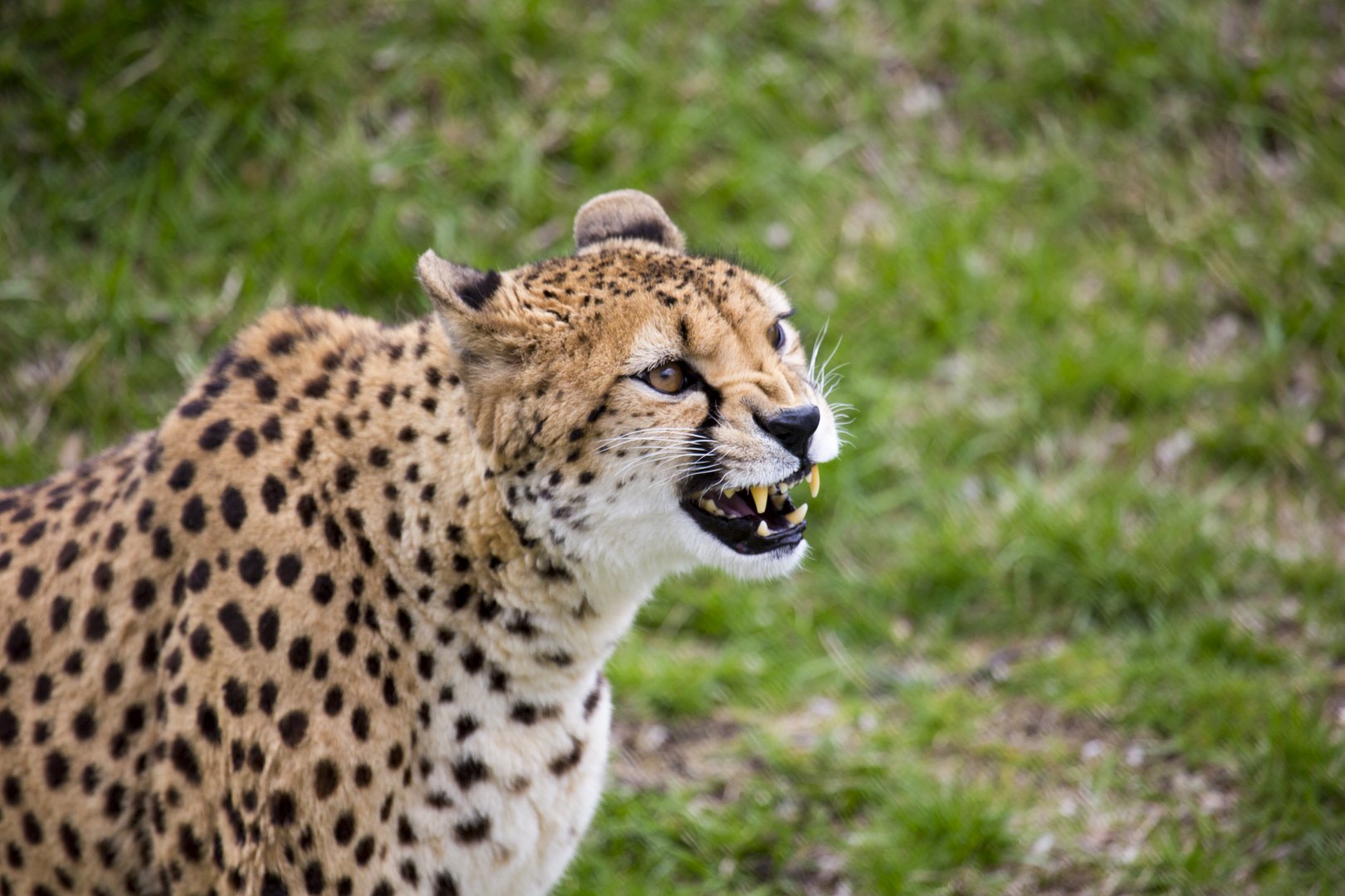 Cheetah