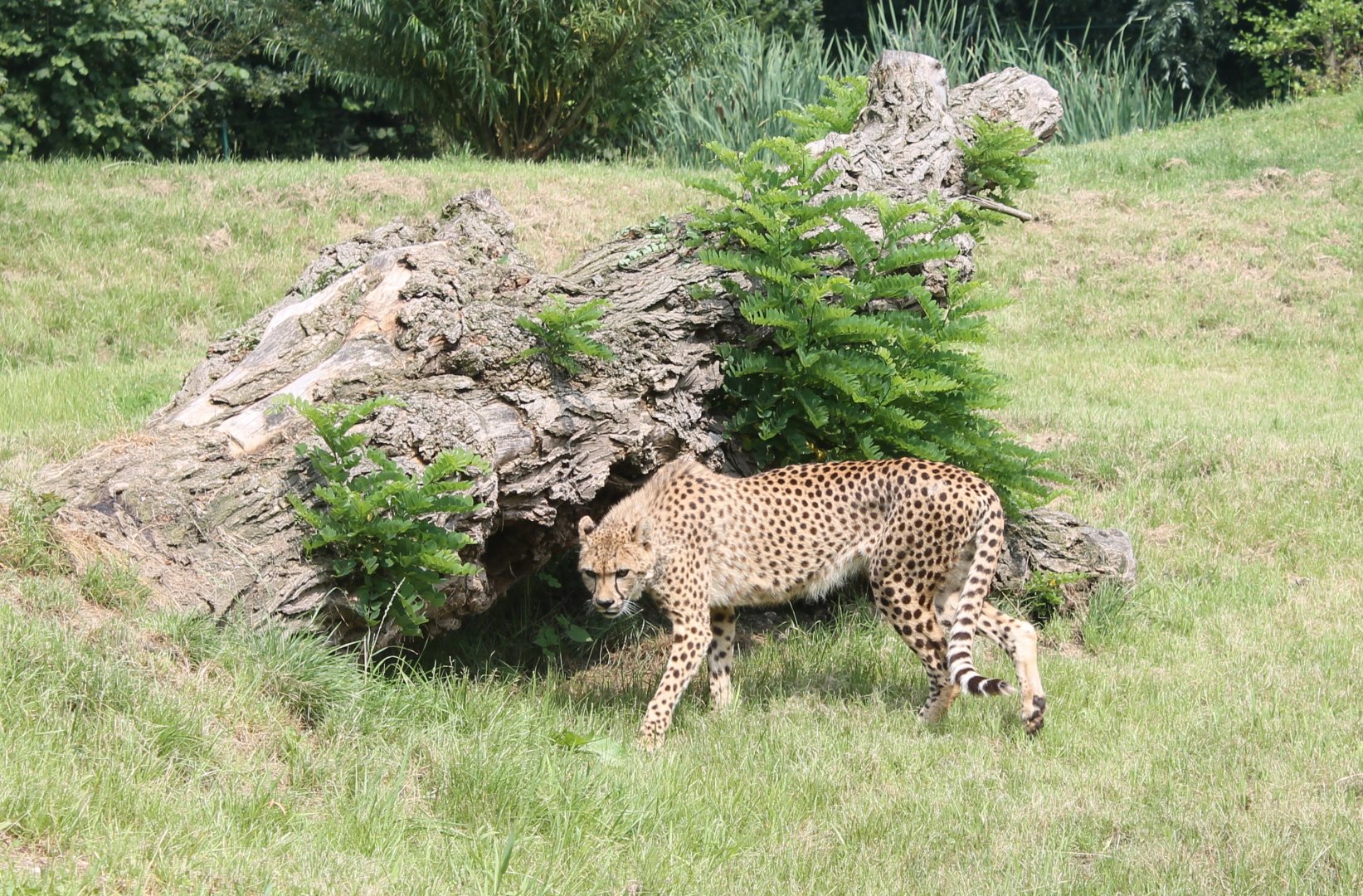 Cheetah