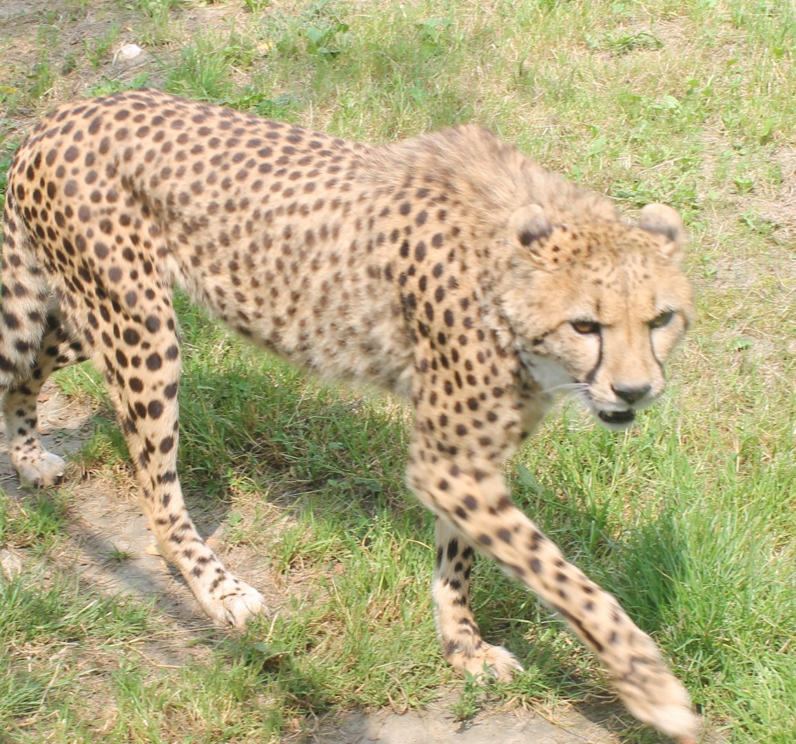 Cheetah