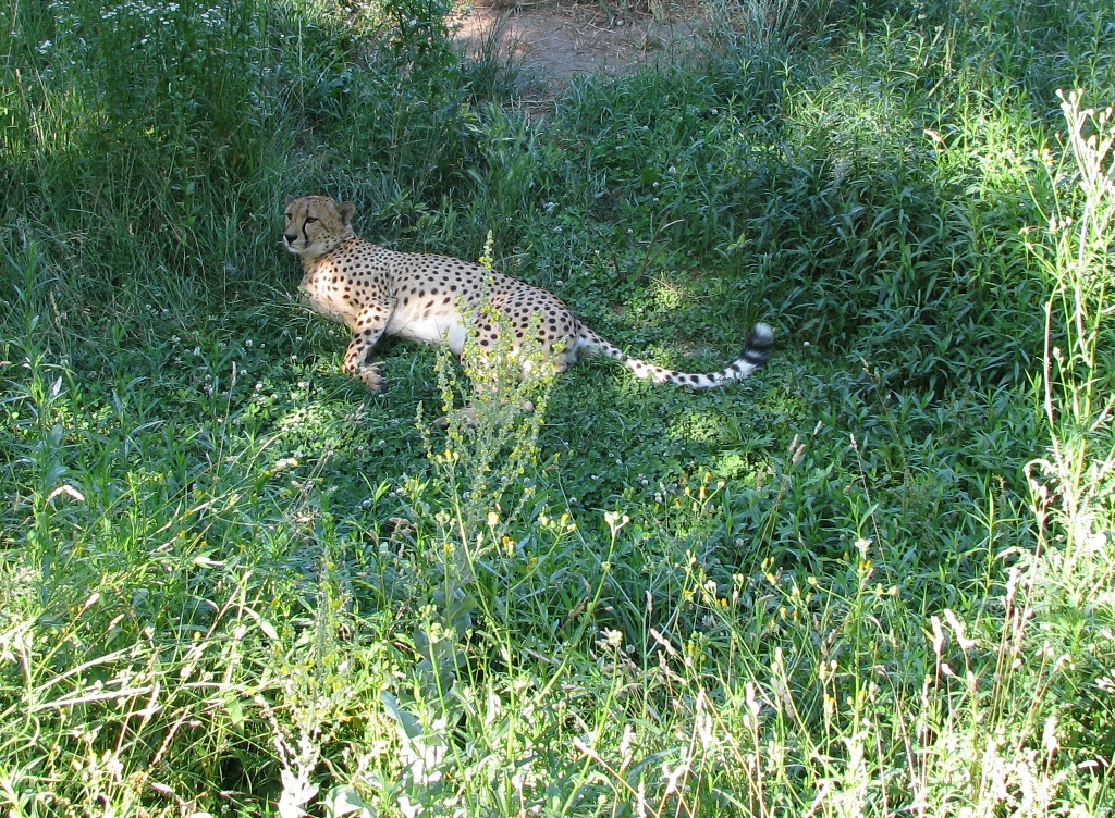 Cheetah