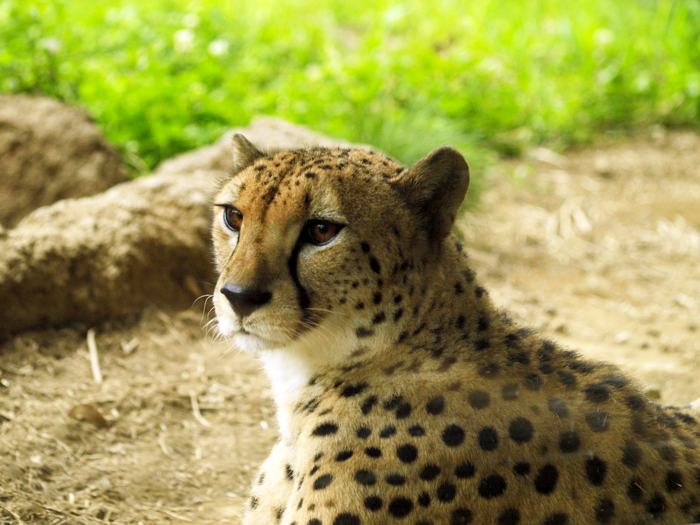Cheetah