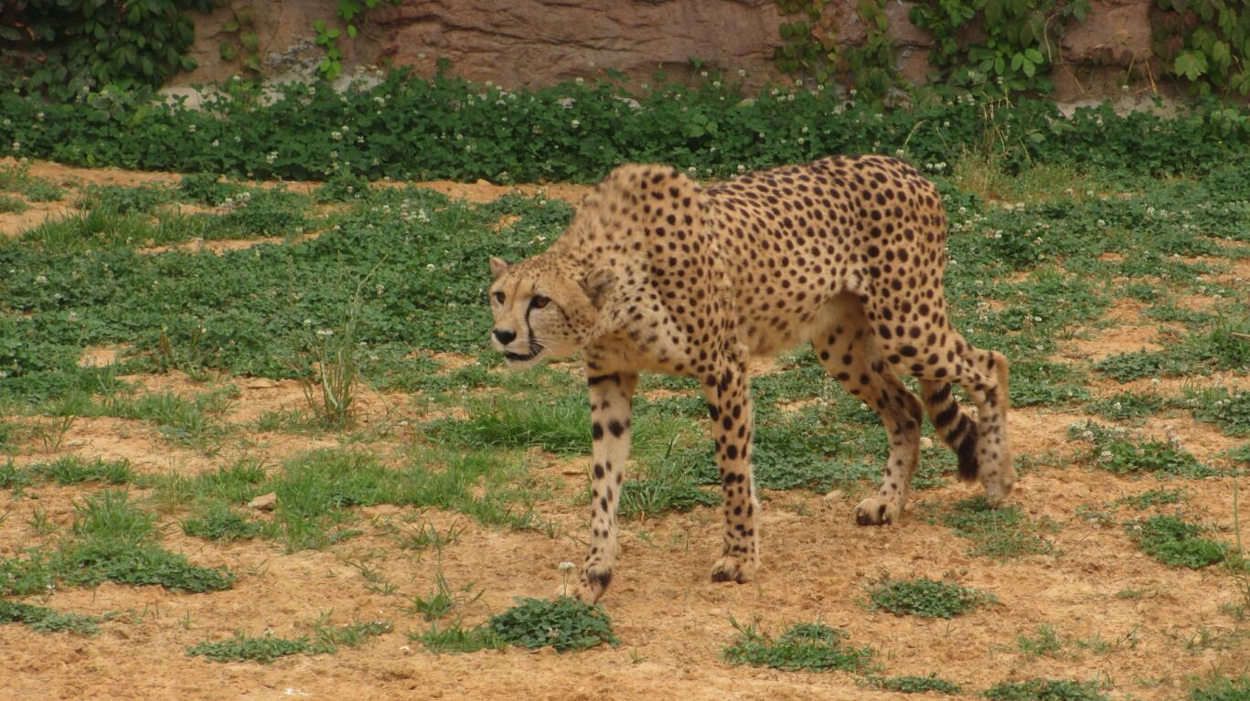 Cheetah