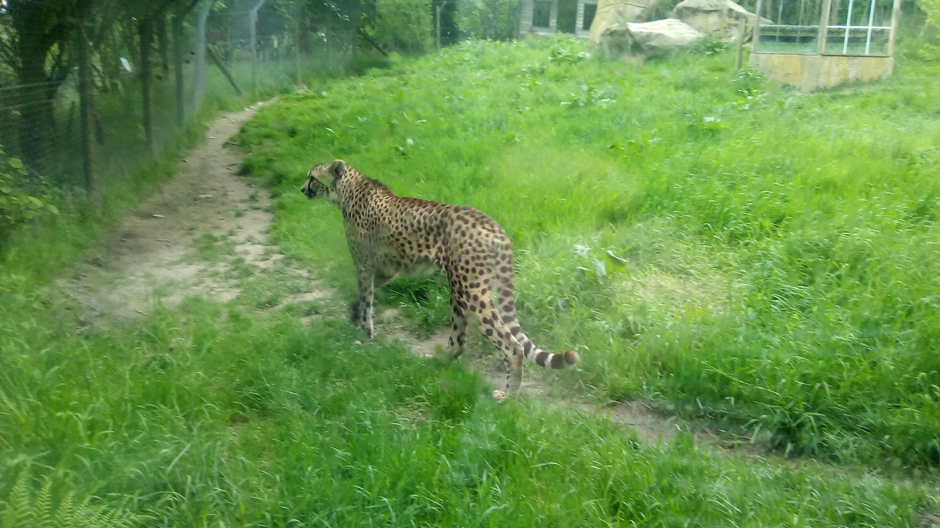 Cheetah