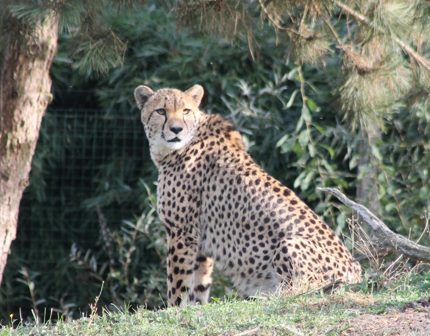 Cheetah