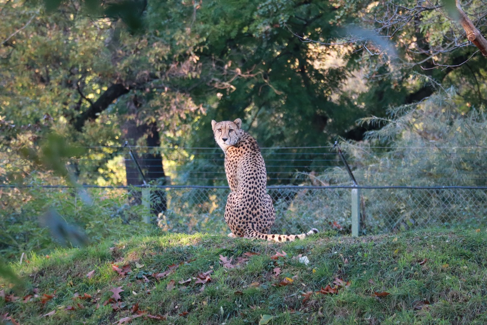 Cheetah