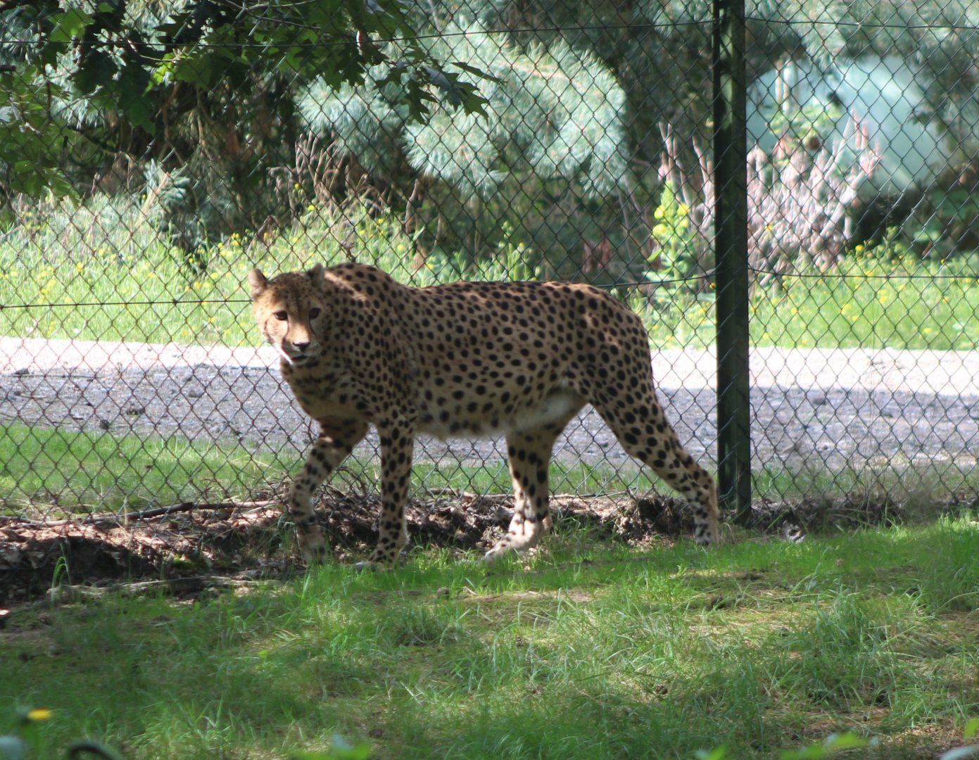 Cheetah