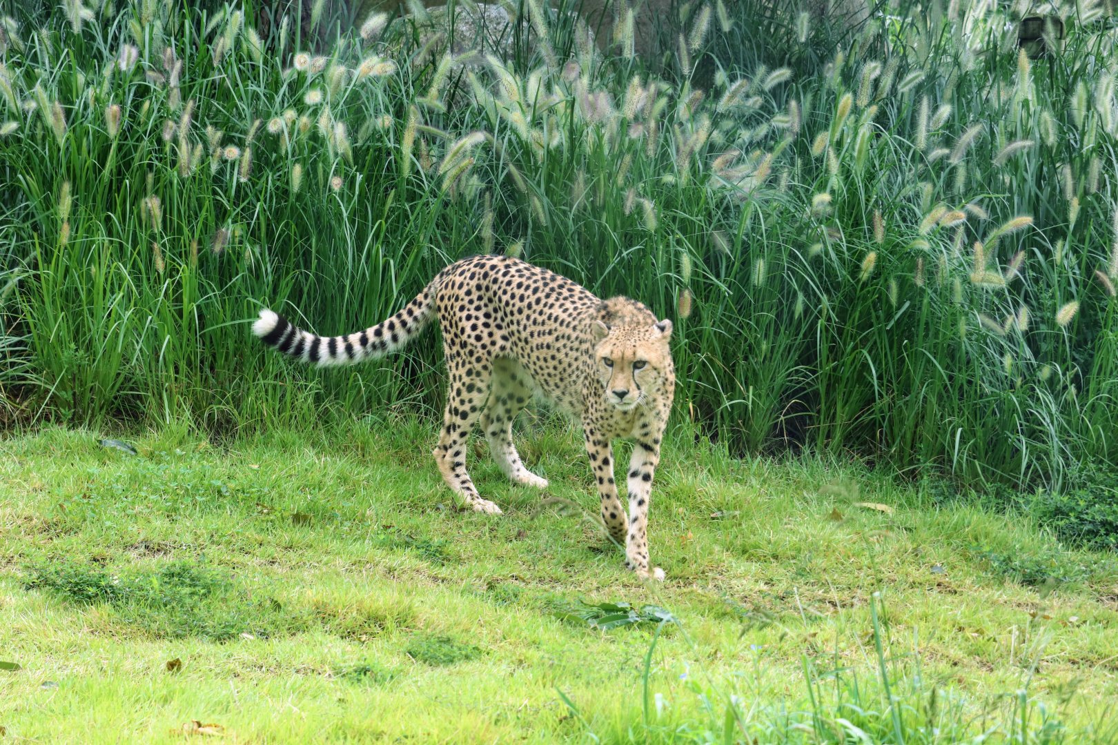 Cheetah
