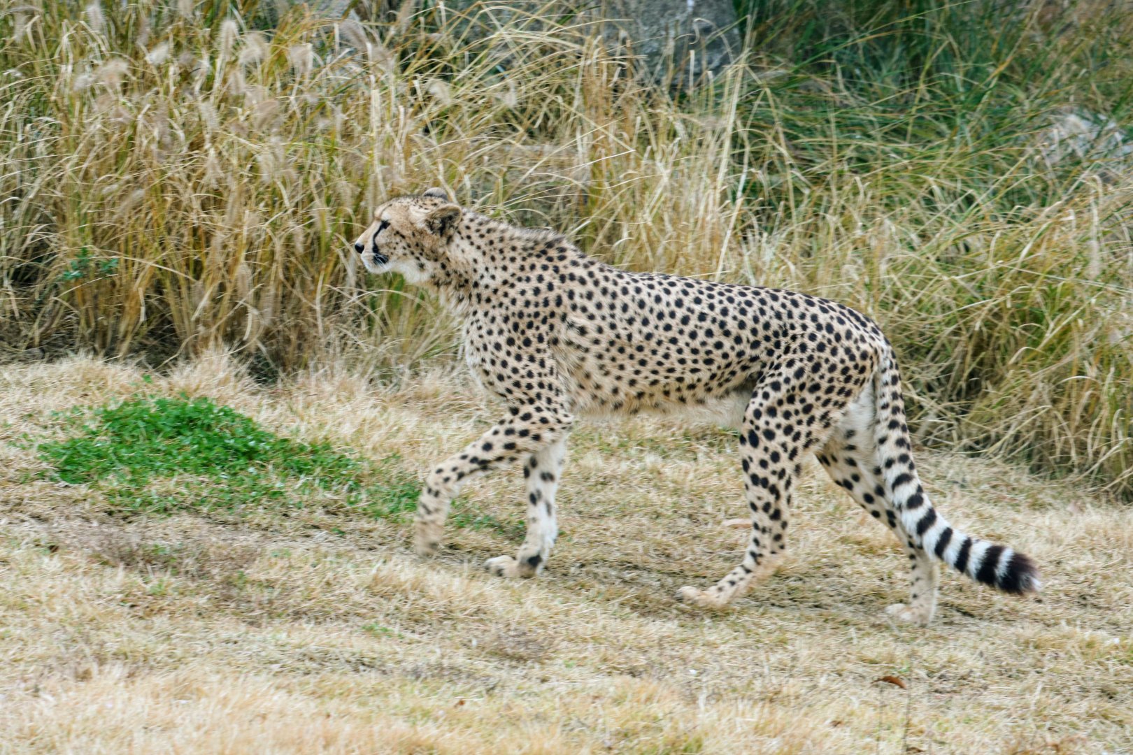 Cheetah
