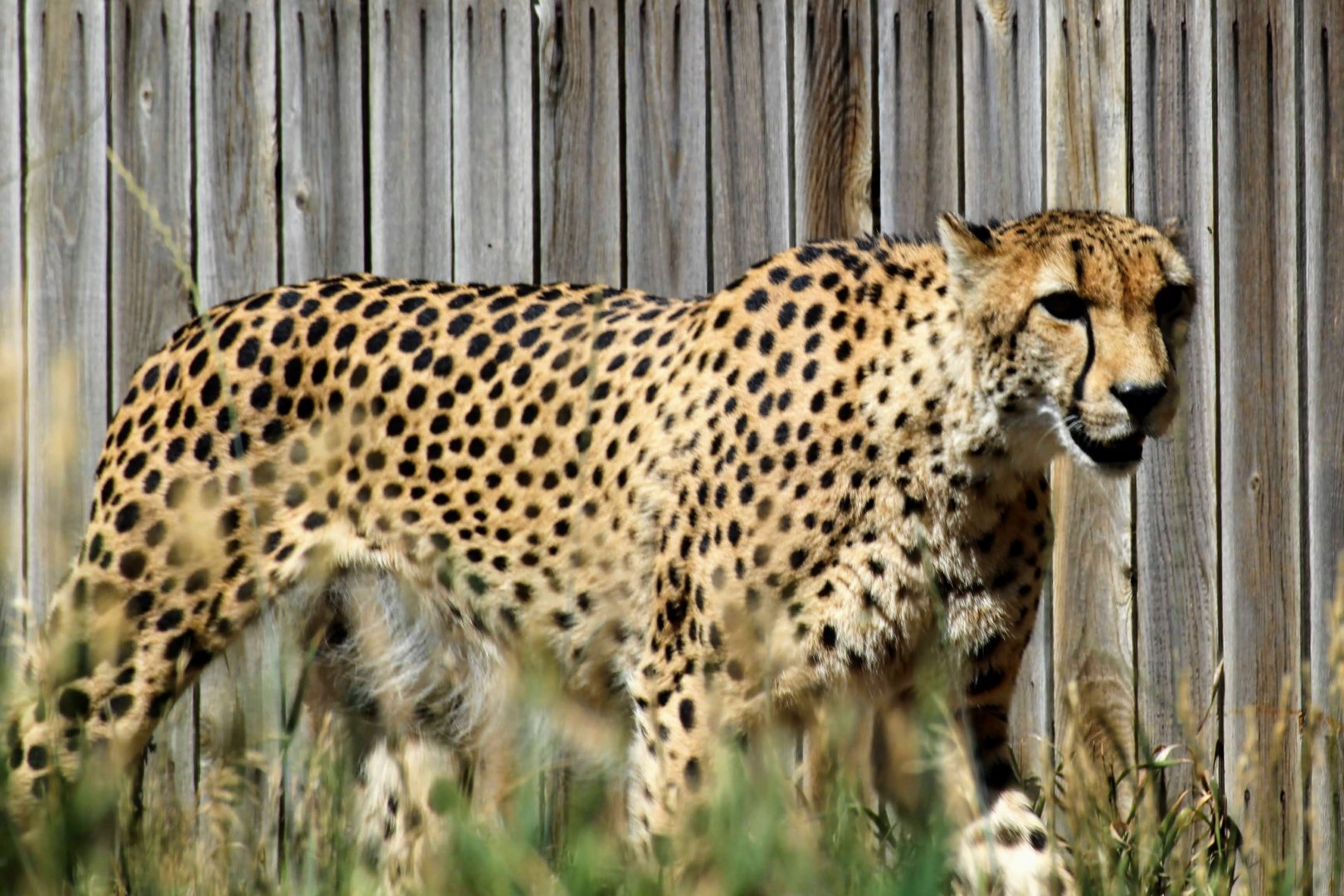 Cheetah
