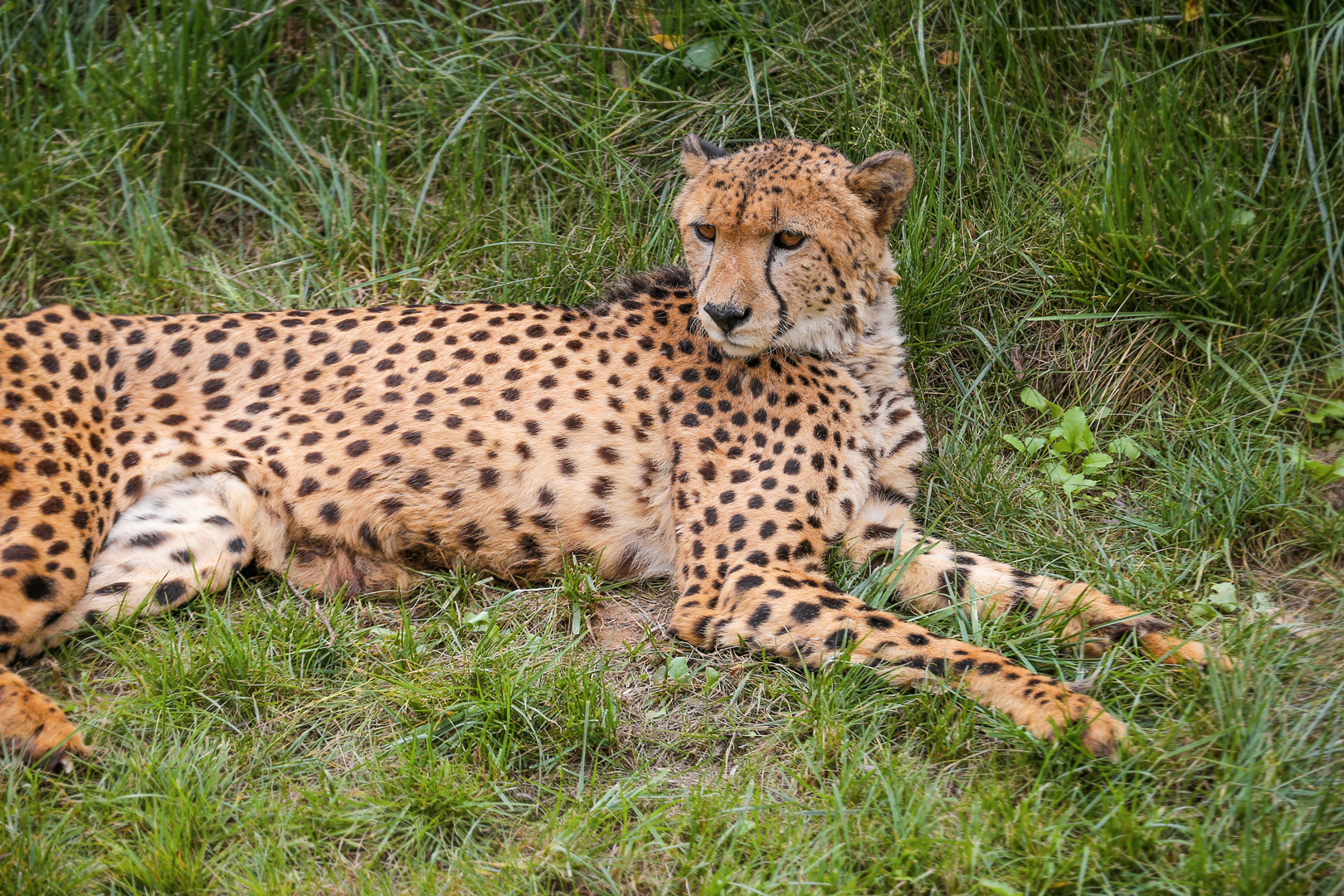 Cheetah