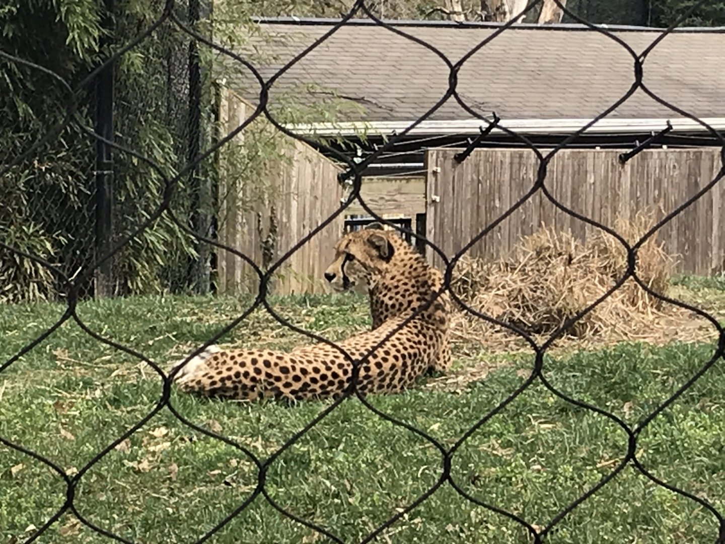 Cheetah