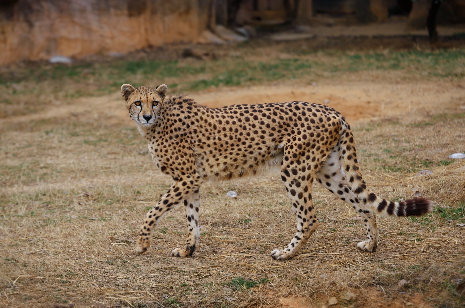 Cheetah