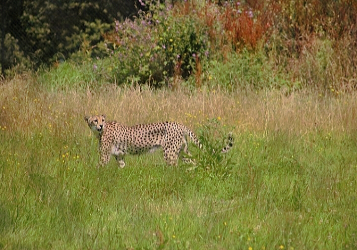 Cheetah