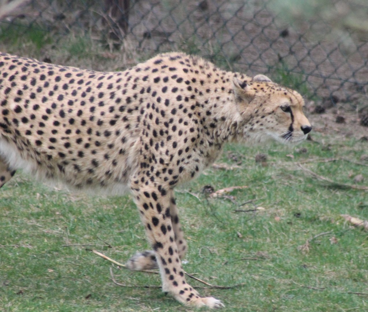 Cheetah
