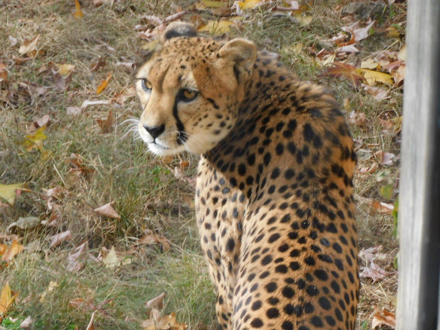 Cheetah