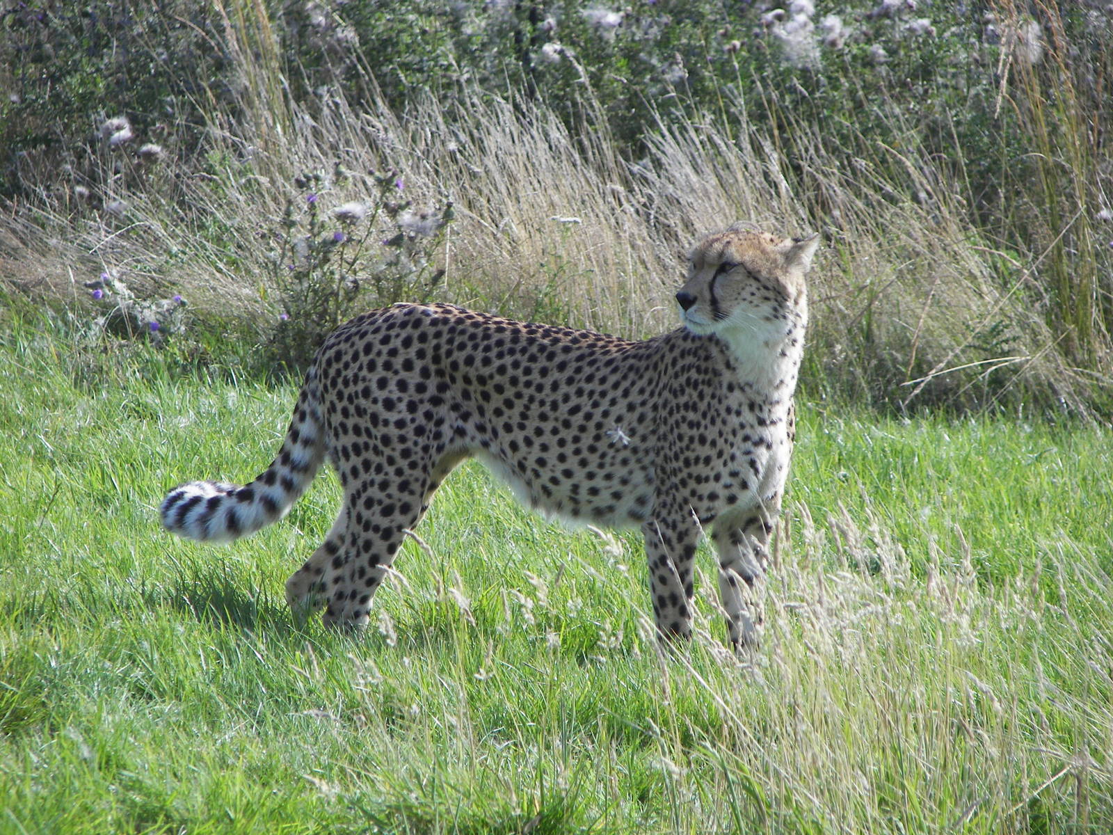 Cheetah