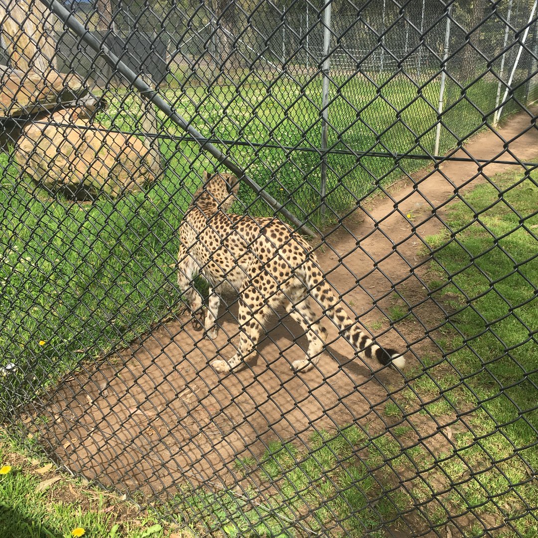 Cheetah