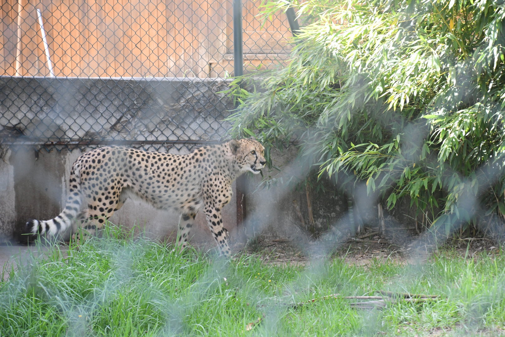 Cheetah