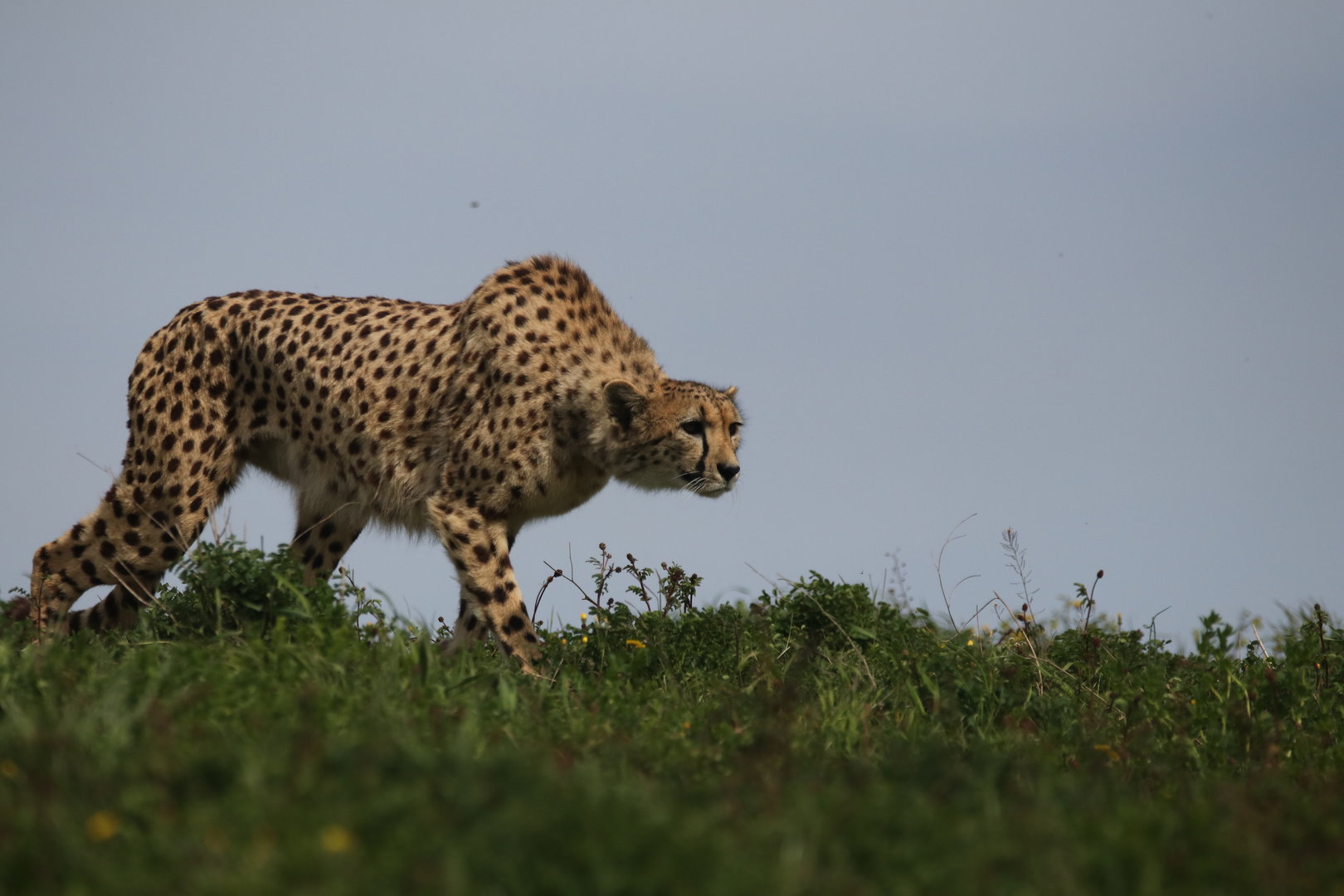 Cheetah
