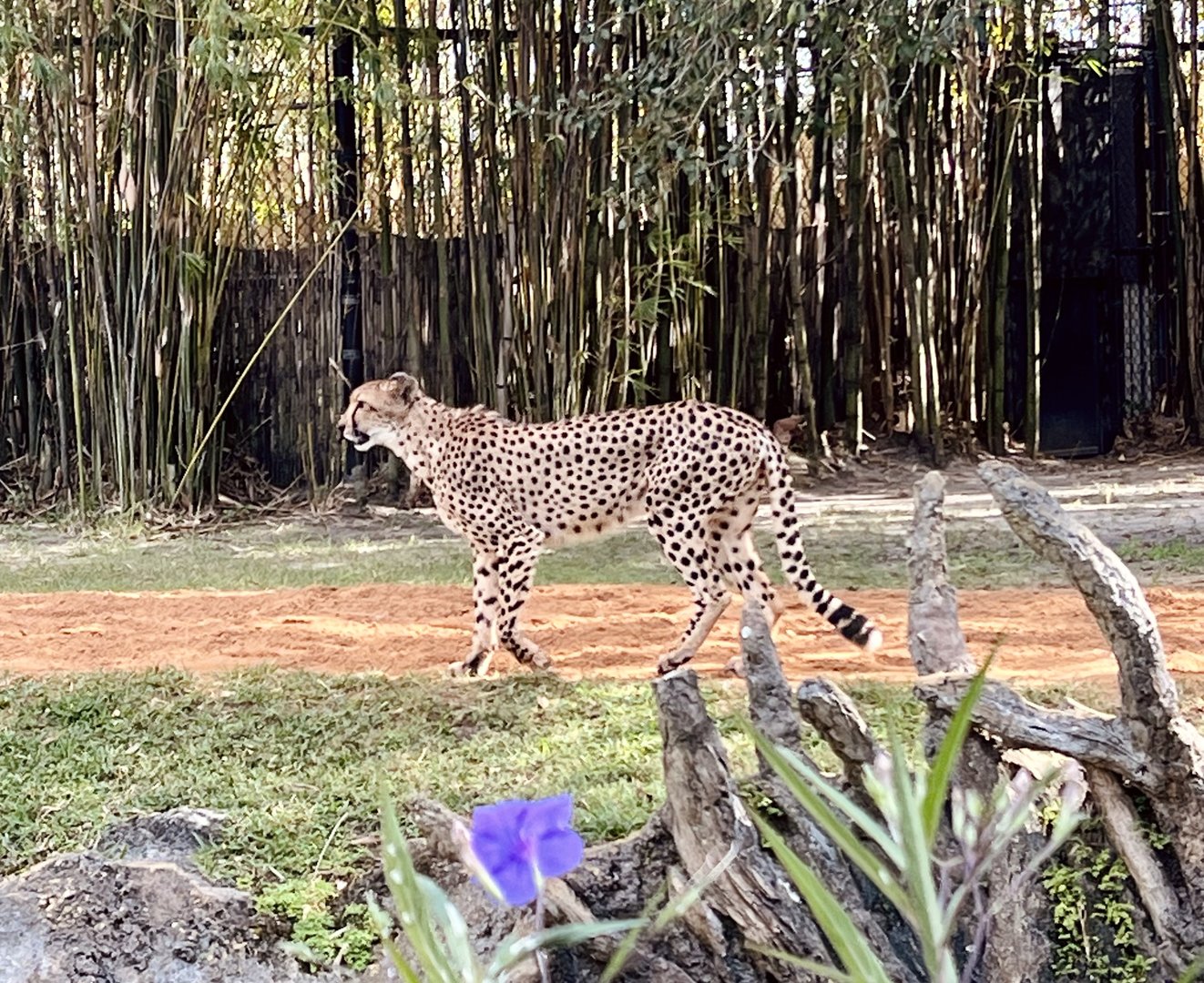 Cheetah