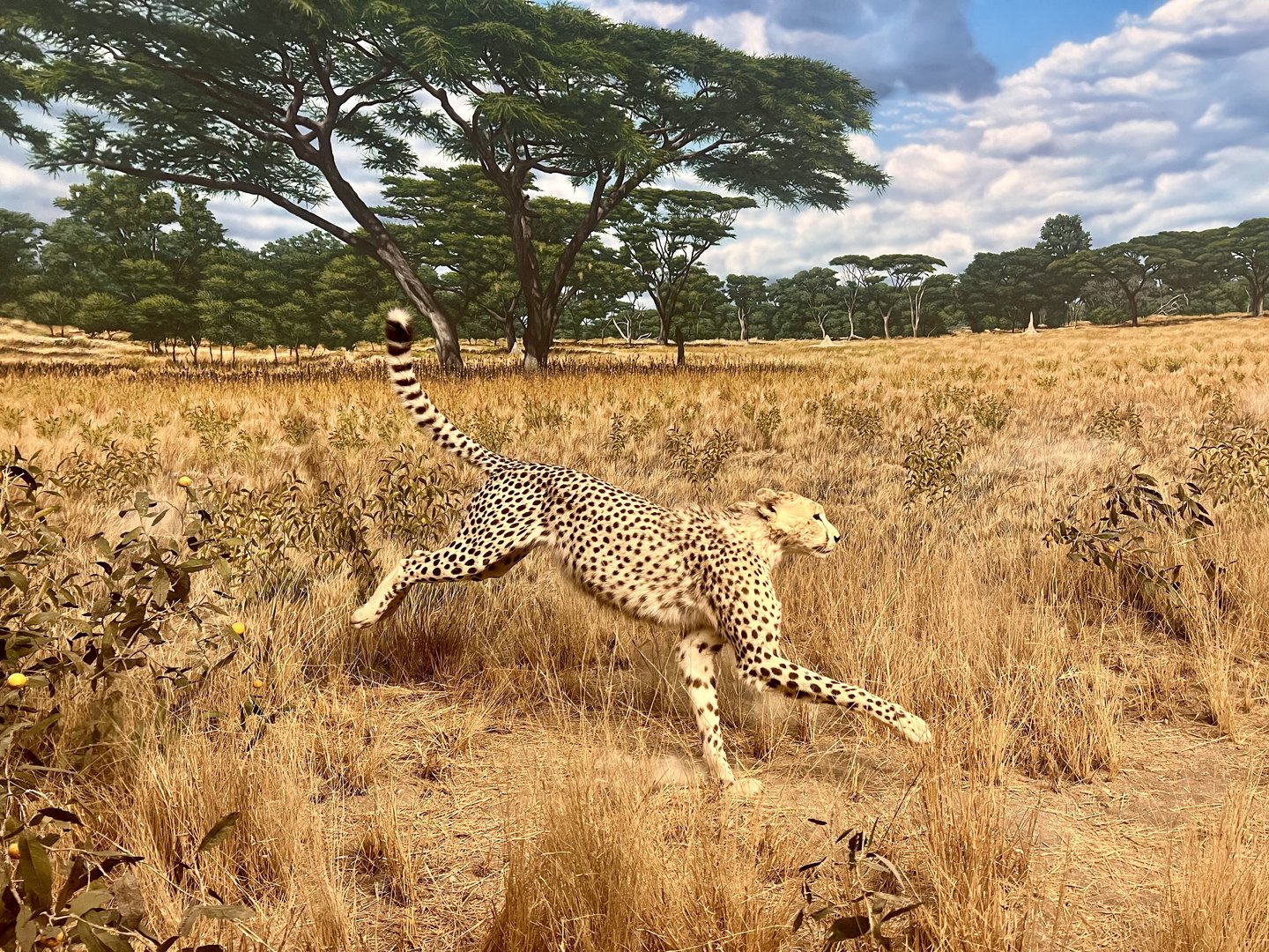 Cheetah
