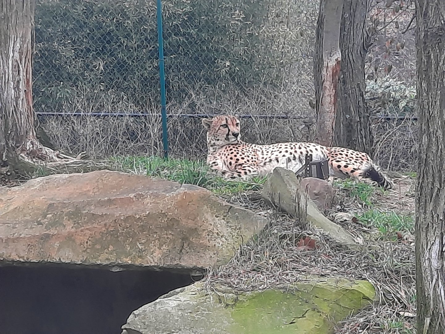 Cheetah