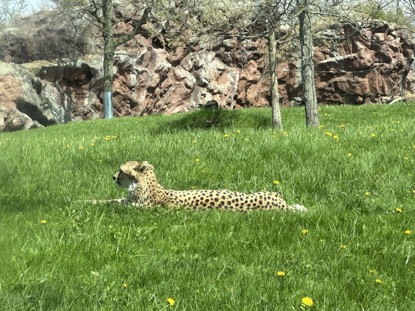Cheetah