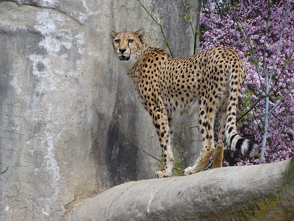 Cheetah