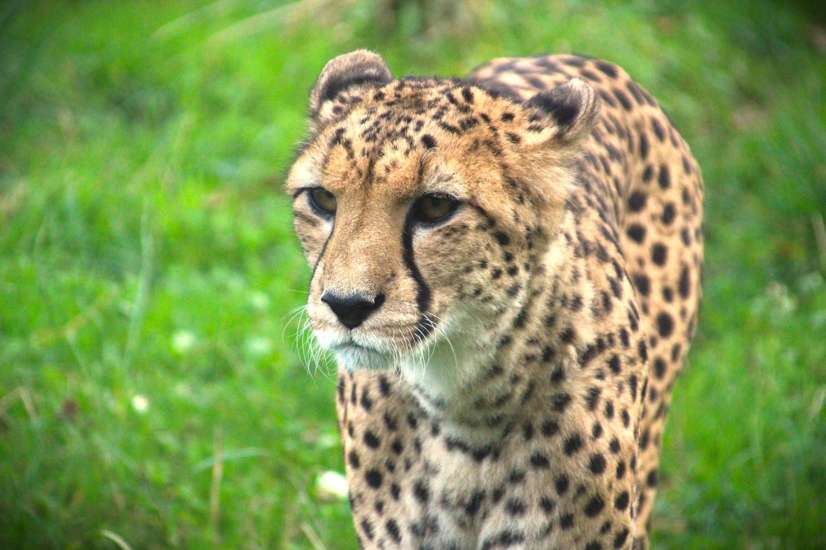 Cheetah