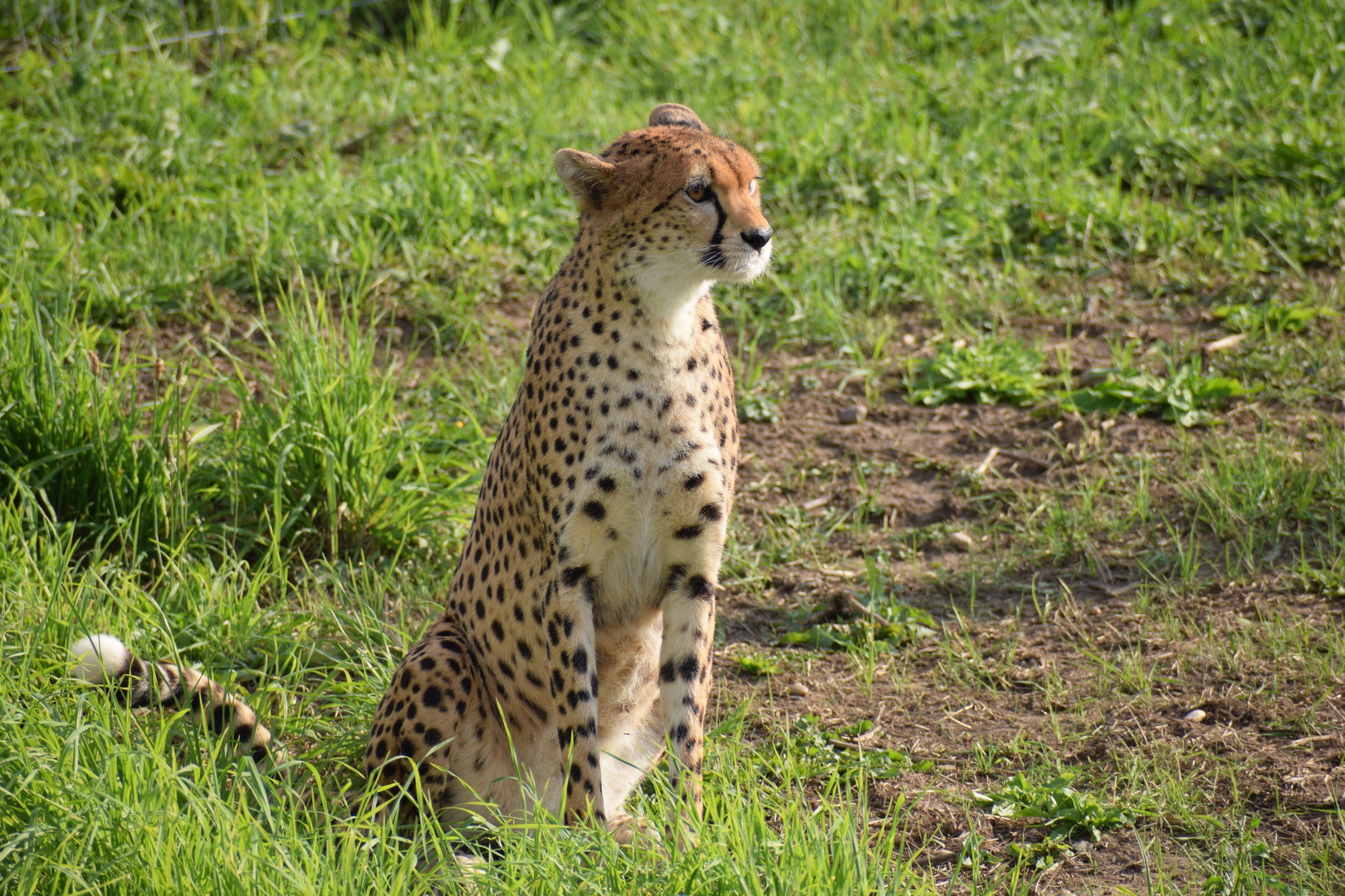 Cheetah
