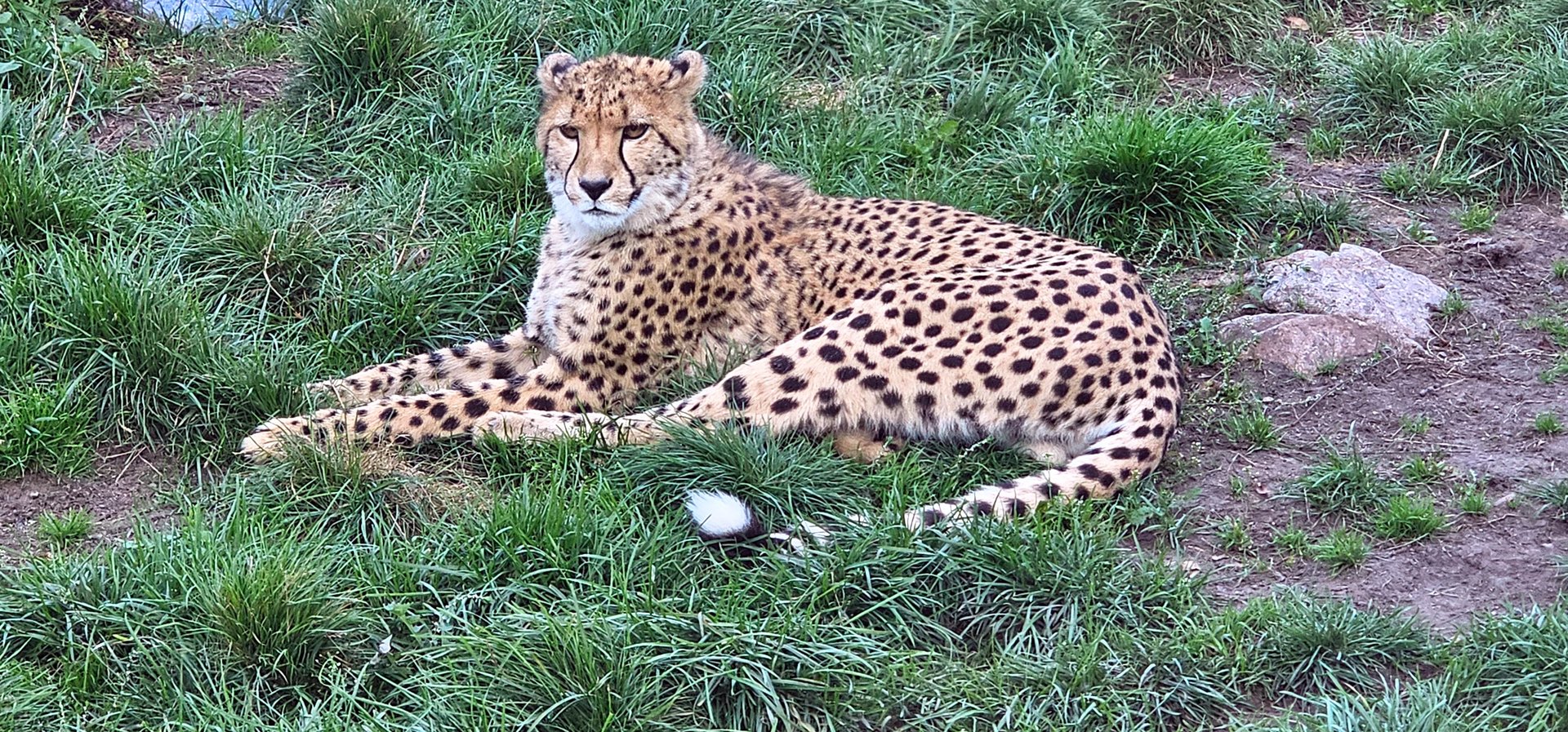 Cheetah