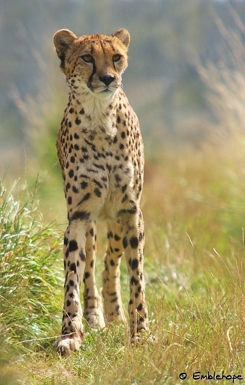 Cheetah