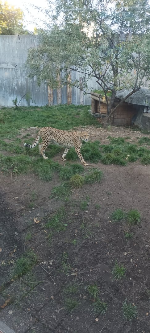 Cheetah