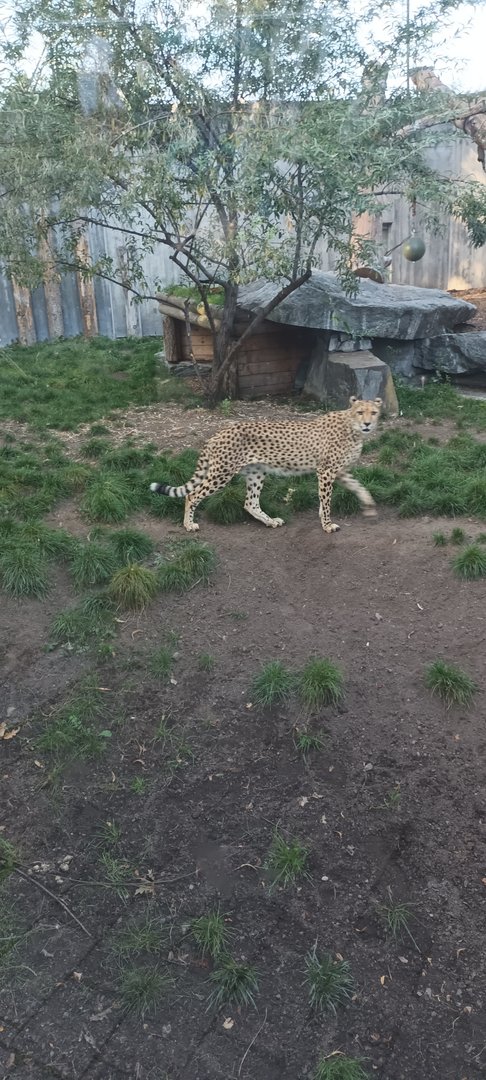 Cheetah