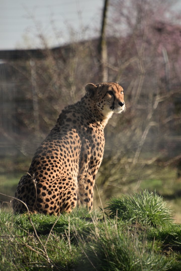 Cheetah