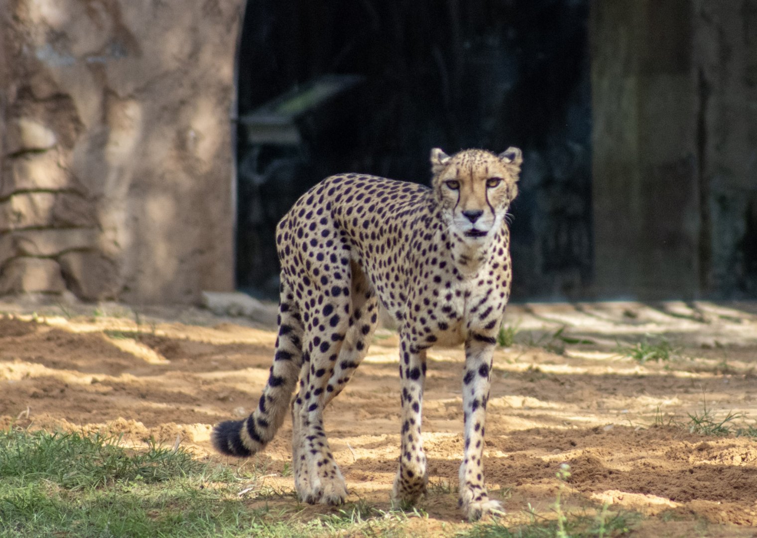 Cheetah
