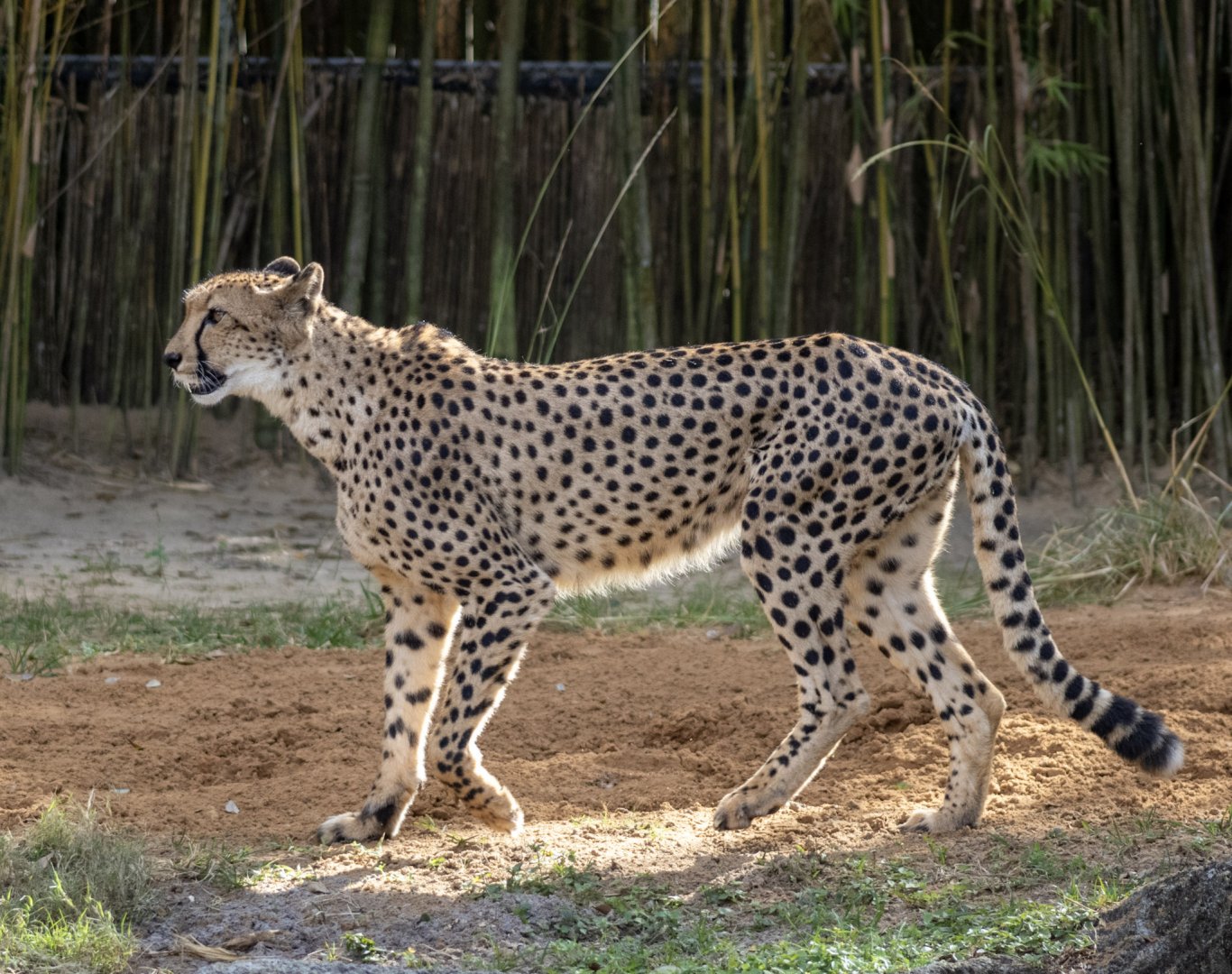 Cheetah
