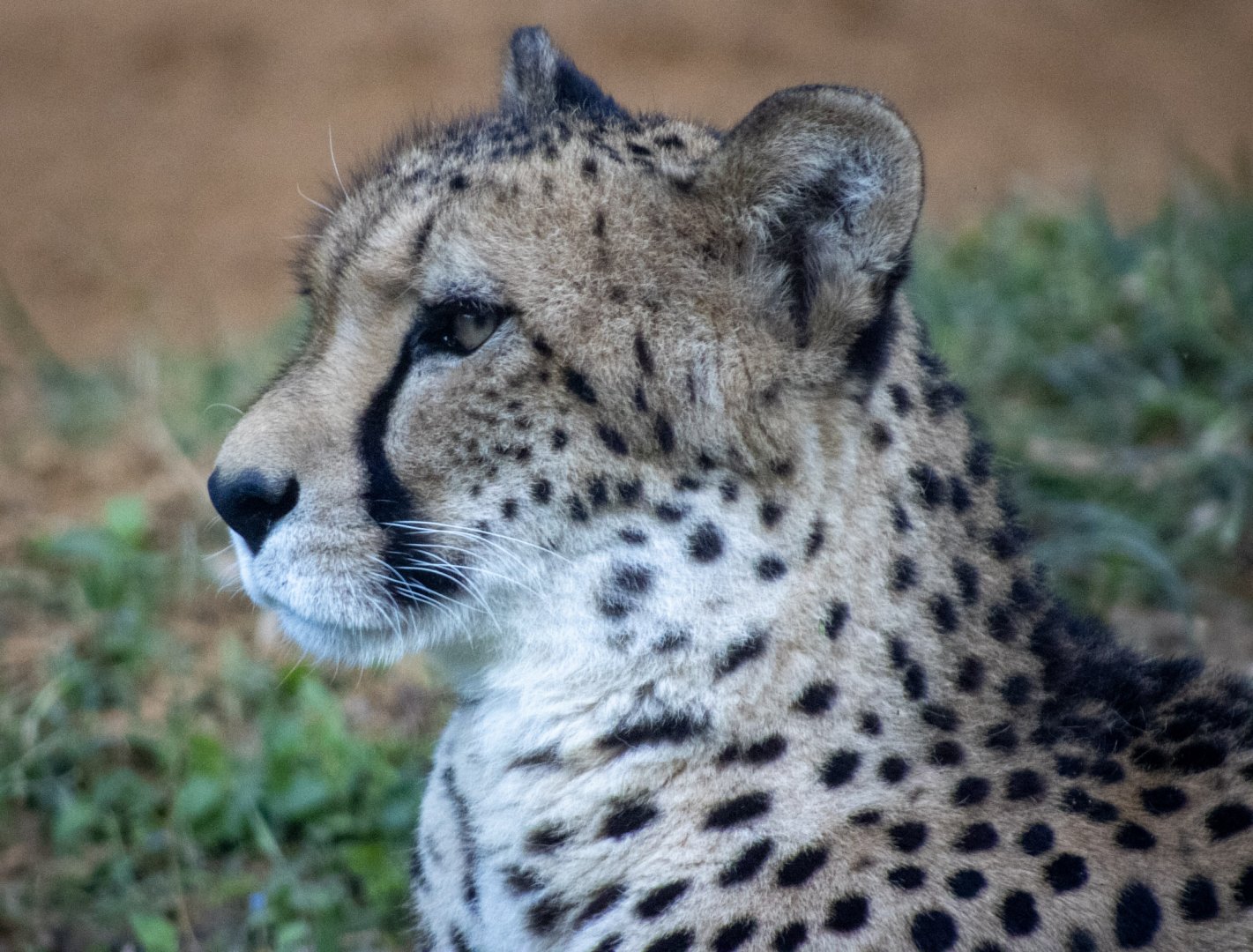 Cheetah