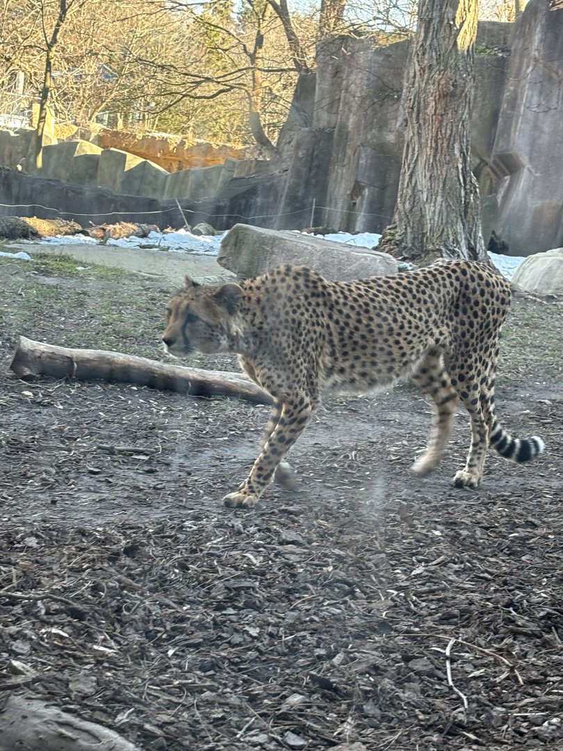Cheetah